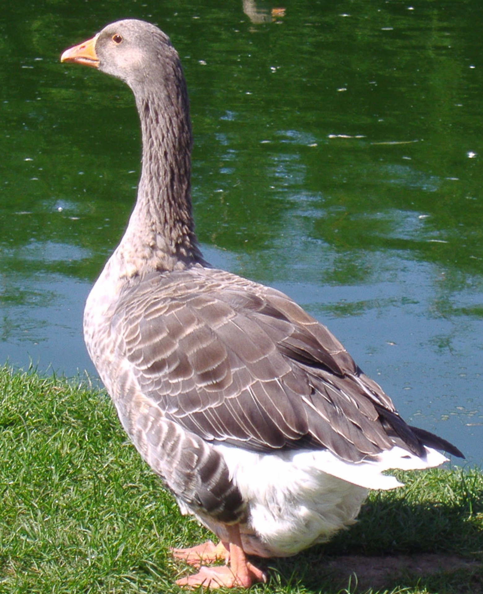Angsa Toulouse