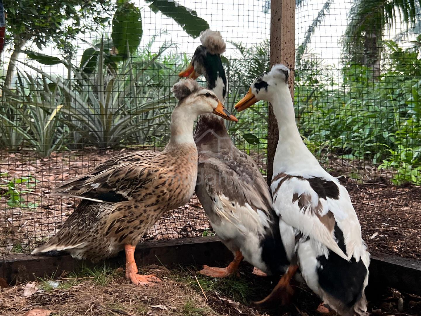 Itik Crested atau Jambul