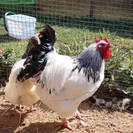 Ayam Light Suxxes