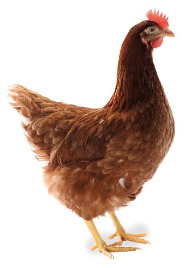 Ayam Lohman Brown